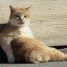 紗弥🐈🐾🎵 profil fotoğrafı