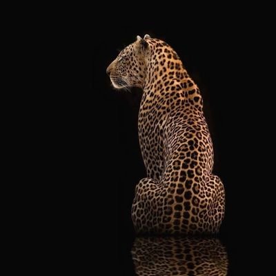 Fauna NATURAL's profile picture