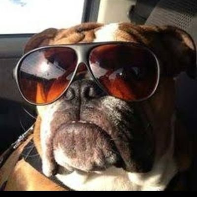 TheBulldogHDP's profile picture