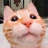 Profilbild von Cat#15