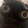 TheDumbBlackCat 的头像