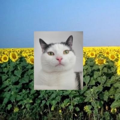 Мусь Танюхович РізноманітноУхуїваючий's profile picture