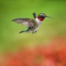 Фото профиля Humming Bird🐦
