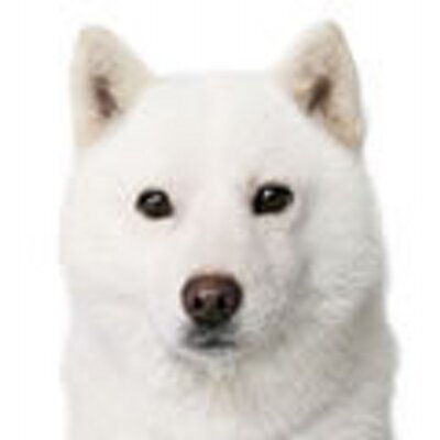 SHIRATOJIRO's profile picture