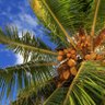 Sweet Coconut 的头像