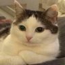 Mario A. G.'s profile picture