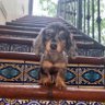 diana Brown profil fotoğrafı
