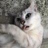 錆た夜 的头像