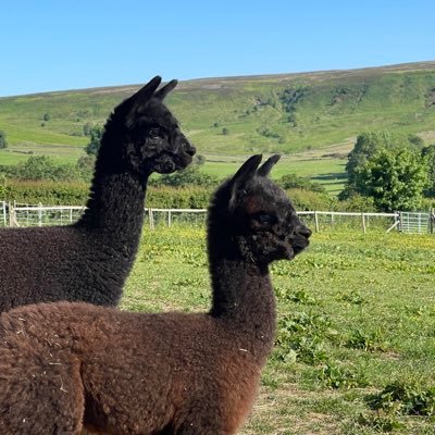 Little Alpaca Company's profile picture