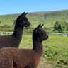 Little Alpaca Company profil fotoğrafı