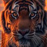 3li's profile picture