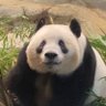 Profilbild von とらこみみ
