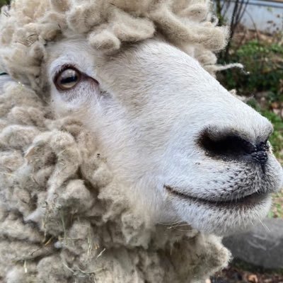 Gino_in_Red's profile picture