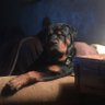 Profilbild von RottieGirl