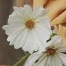 White_rose 的头像