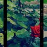 Фото профиля Syberf.