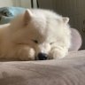 Gabe profil fotoğrafı