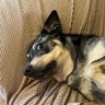 Lasagna Dog's profile picture