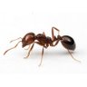 Hormiguita's profile picture