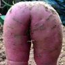 Profilbild von OnlySpuds