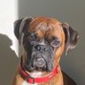 Profilbild von RomeoDoggyDog