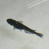 沖縄漆黒メダカ profil fotoğrafı
