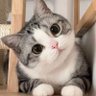风念 profil fotoğrafı
