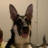 Profilbild von Bella the Astros Dog