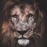 Chike's profile picture