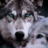 Profilbild von leo