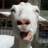 hans wurst's profile picture