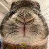 🐰メイメイ🐰 的头像