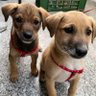 India Unites For Animal Rights's profile picture
