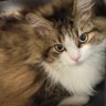 ako3932Love profil fotoğrafı