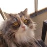 Фото профиля らむねこ🐱kmk