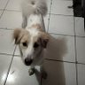 budo dog's profile picture