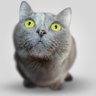 鲁伯特之泪 profil fotoğrafı