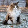 KUROE profil fotoğrafı