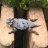 Profilbild von skepticalfrog