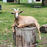 Фото профиля manny the goat