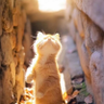 Anrd🍦 profil fotoğrafı
