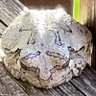 PrimordialSnek's profile picture