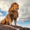 Aslan profil fotoğrafı
