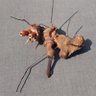 Auntie Ant profil fotoğrafı