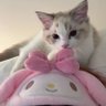 Dazzling Ryn ๐ง๏ธ's profile picture