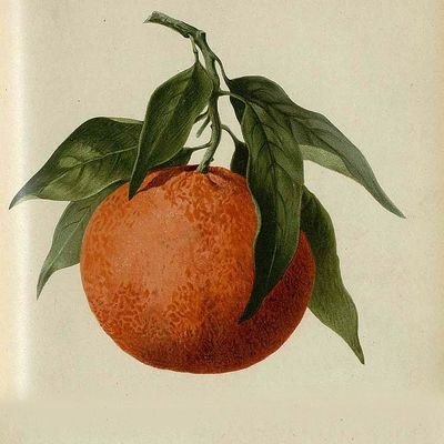 0rangeh0neys's profile picture