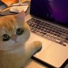 Profilbild von I told my cat about you