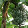 Jungle Banana profil fotoğrafı