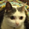 ねこねこプリン profil fotoğrafı