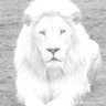 White Lion's profile picture